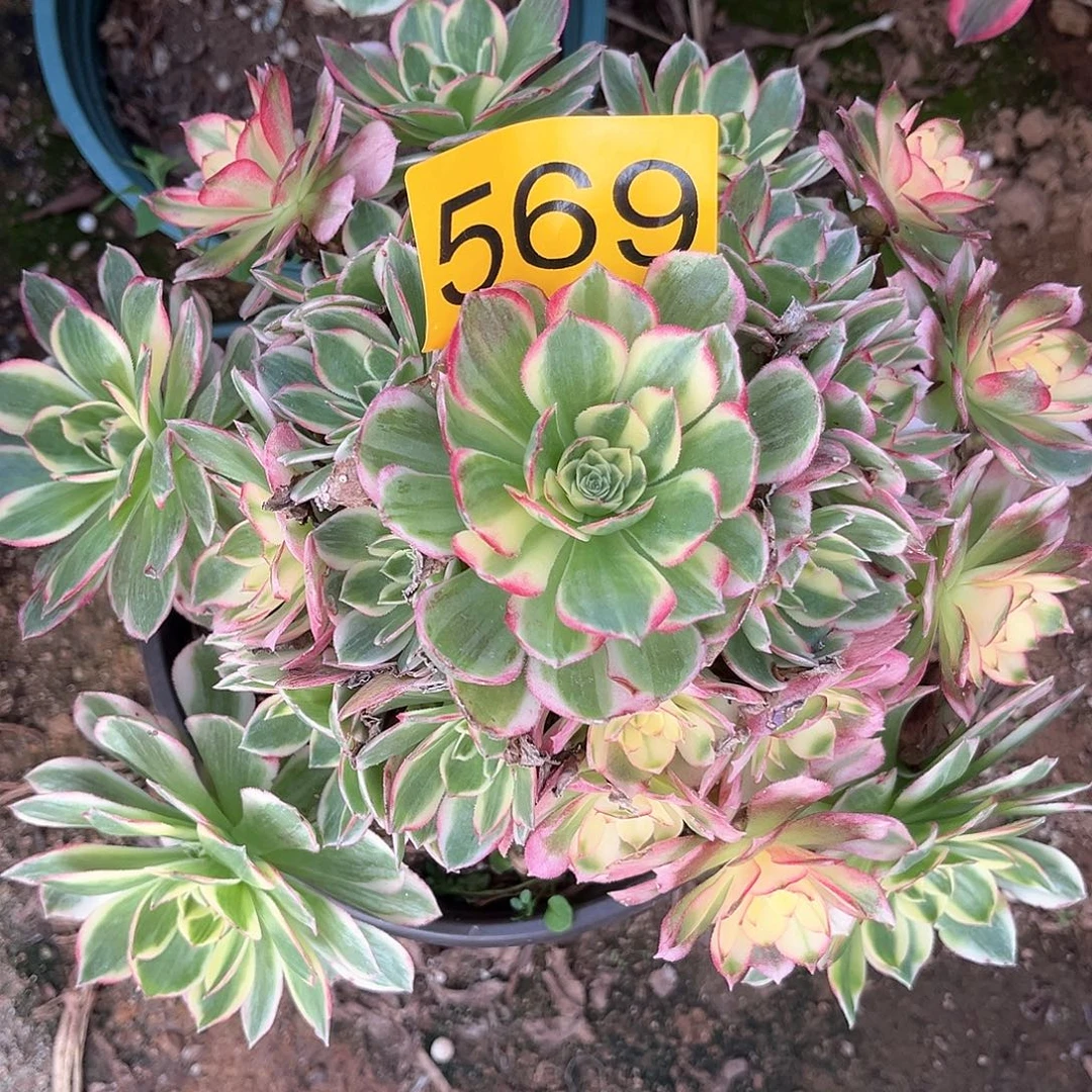569海王变异多肉植物