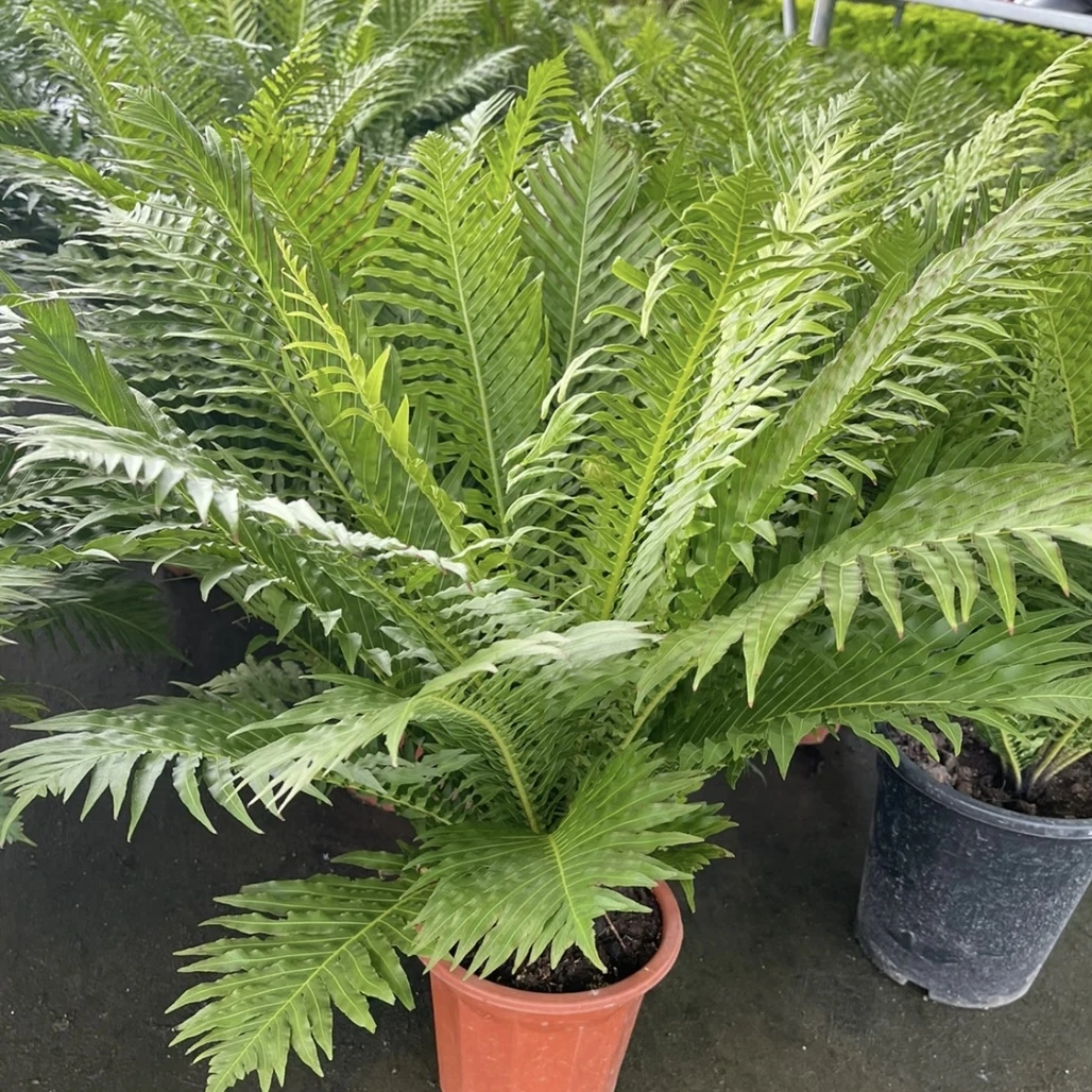 富贵蕨盆栽四季常青多年生室内外观叶绿植易养护