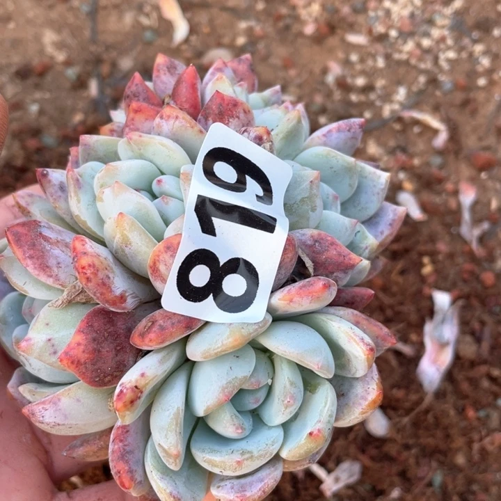 錦*多肉植物一物一拍