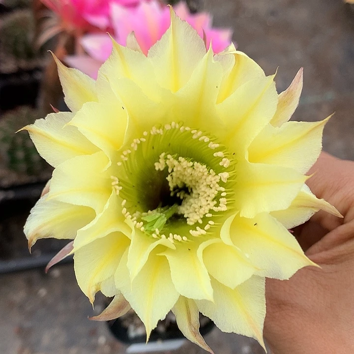1708 实生彩草6.5厘米盆19包邮