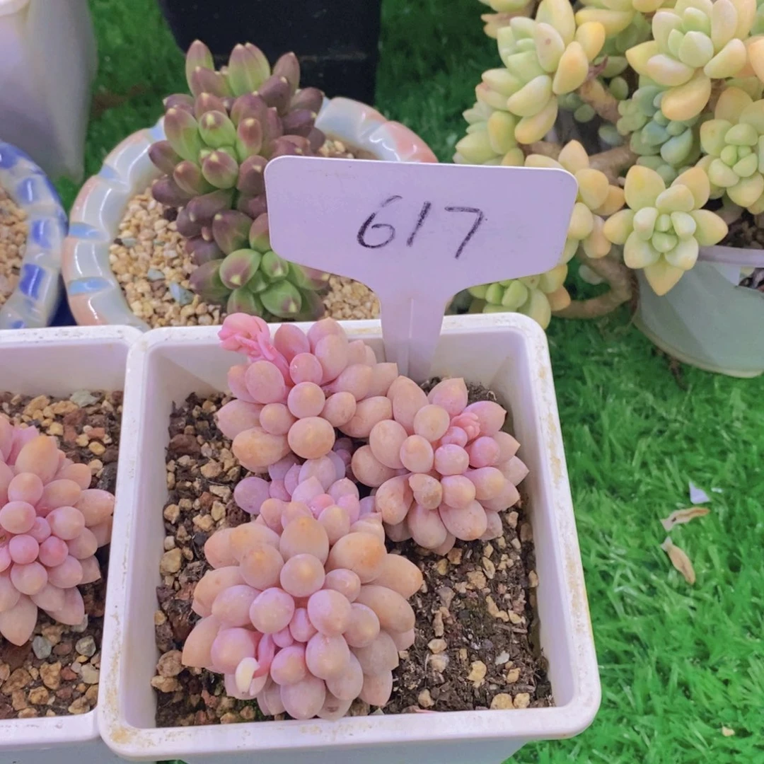 迷*猪开心多肉植物多肉