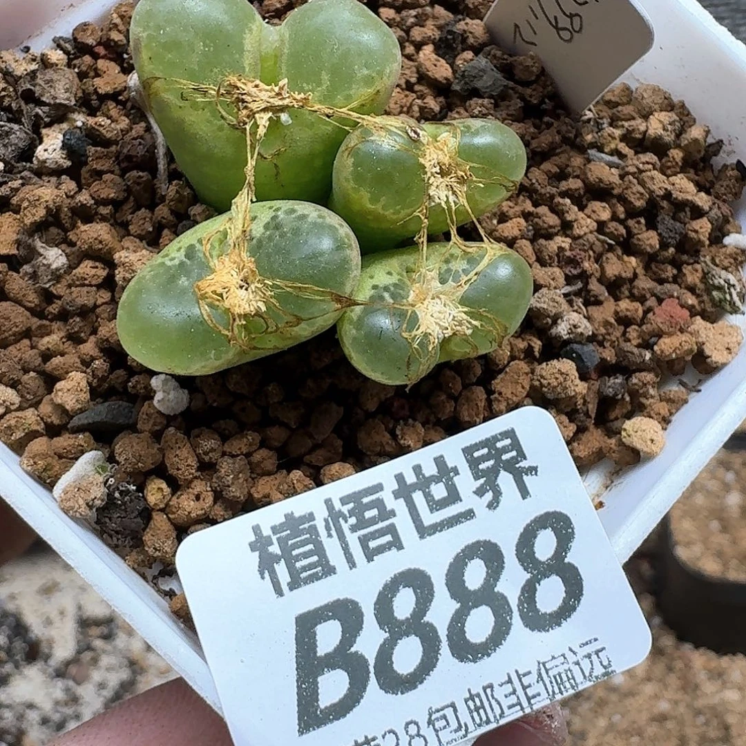 多肉植物的是fgbn