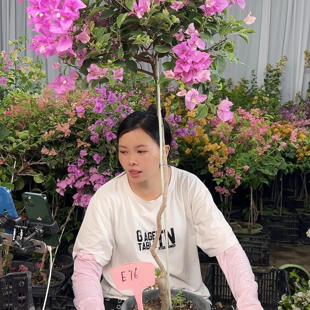 然***后大部分花苞少量开放E76雪紫