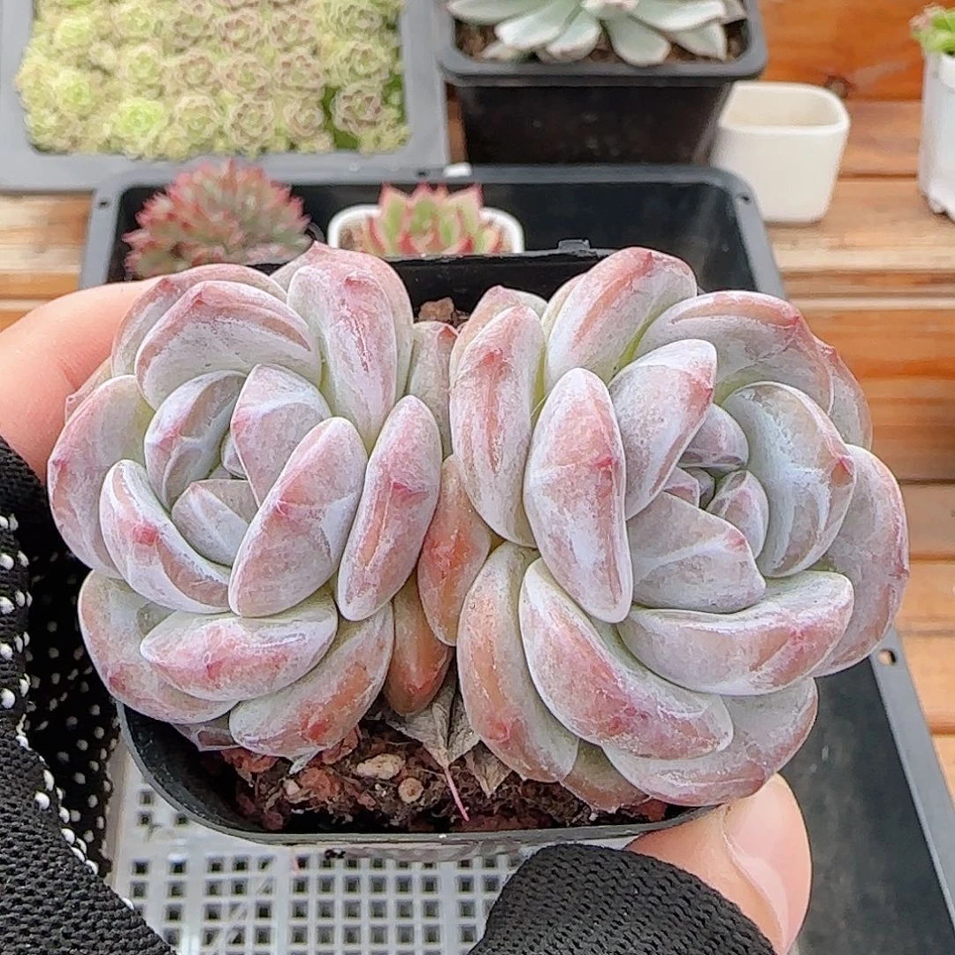 多肉0831-140石榴籽星影双头