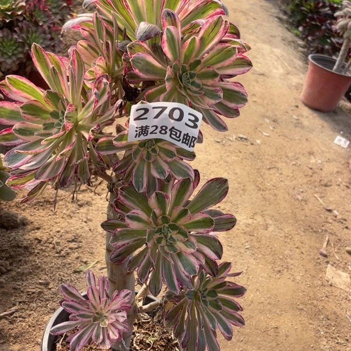 2703二号棚大V仅仅B