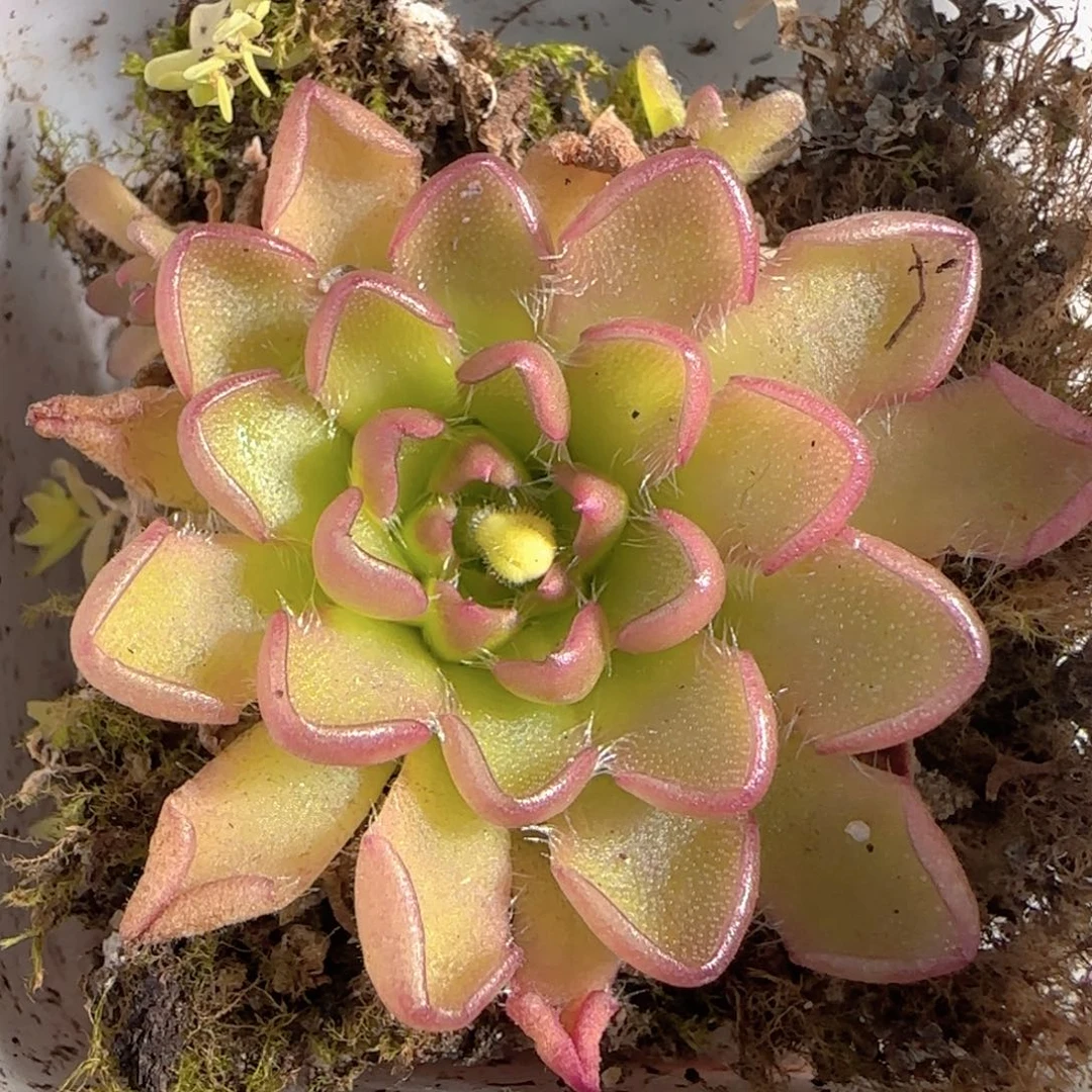 多肉1228-60近藤捕虫堇