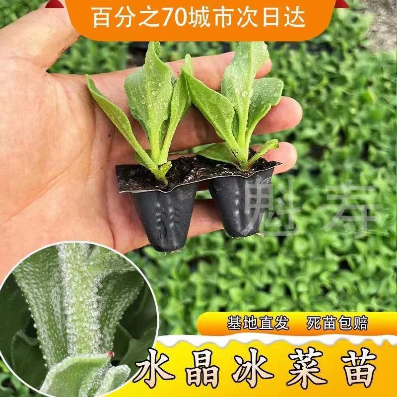 冰菜苗子种子蔬菜四季种植冰菜苗幼苗新鲜四季蔬菜冰菜苗冰草苗阳