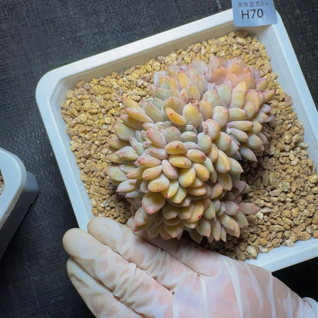 h h h h h h h h h 70