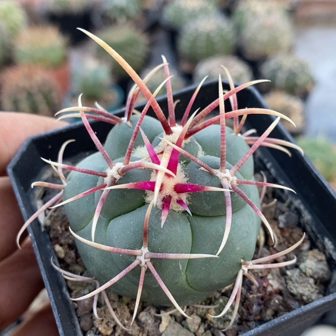 植播园艺高木绯冠龙