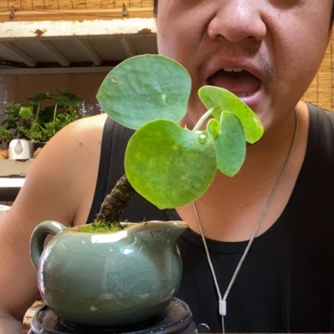 红陶一物一拍所见即所得37