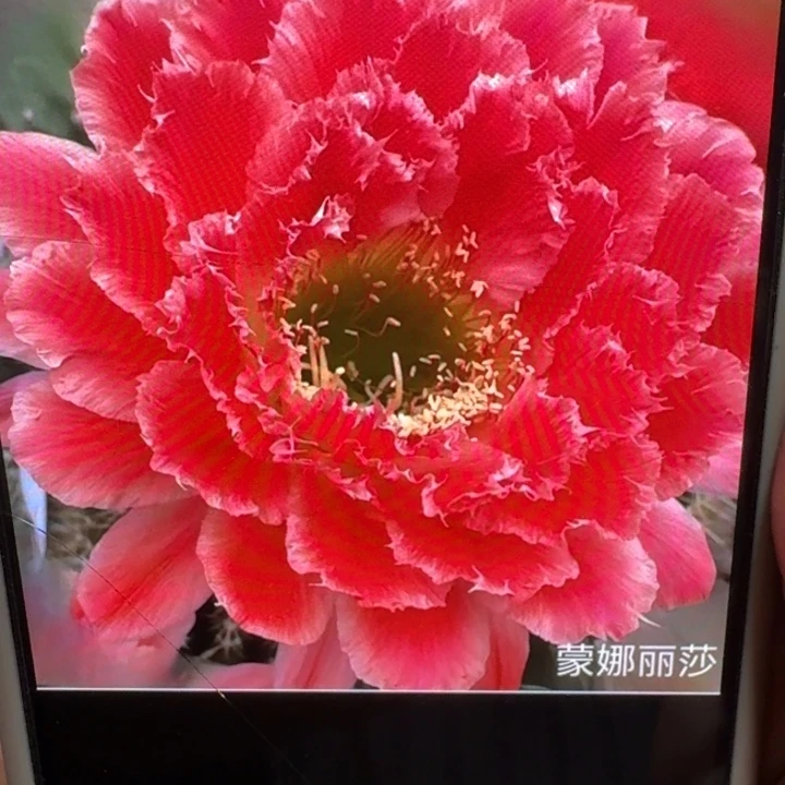 287毛蒙娜丽莎歪5公分左右无根侧牙，20包邮