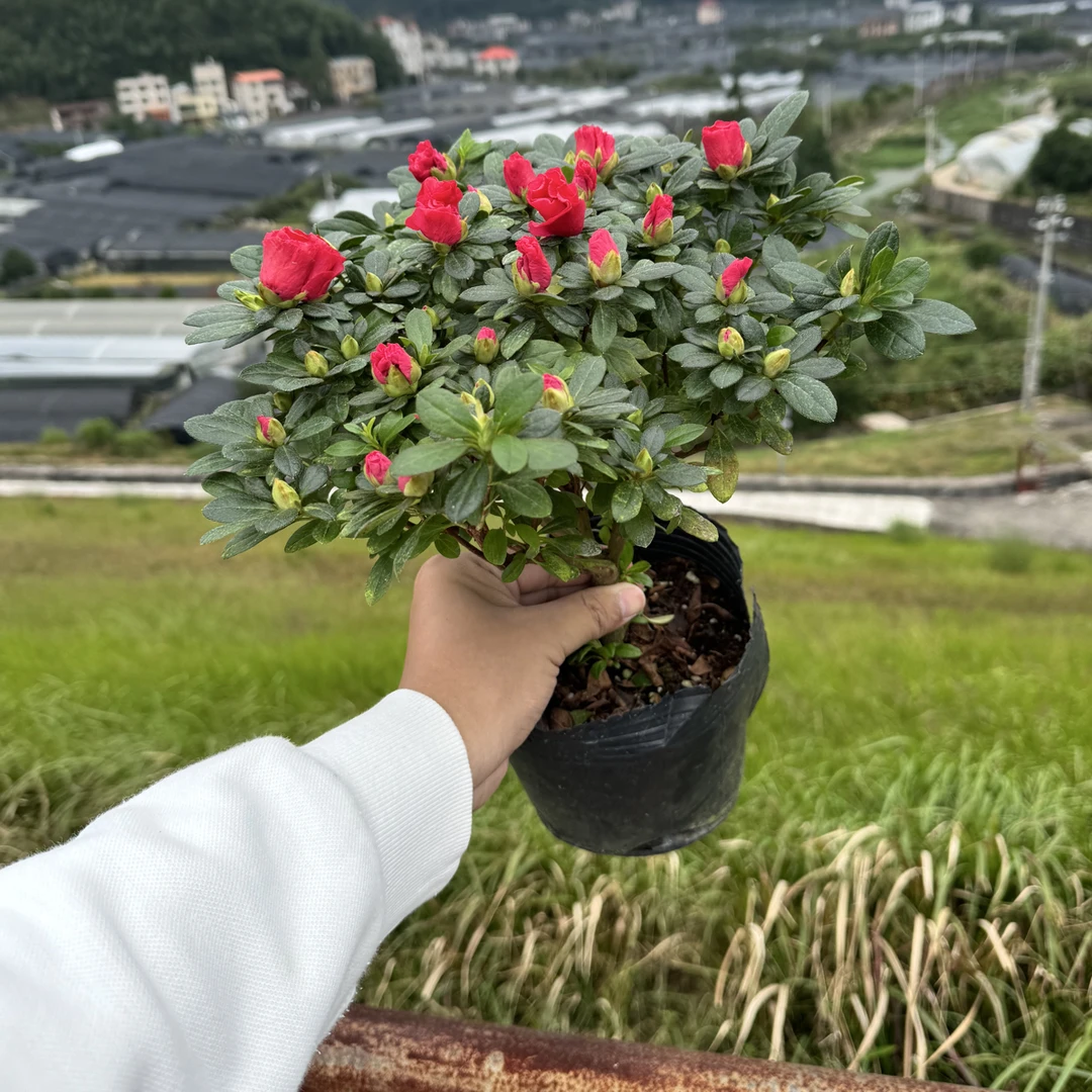红宝石杜鹃花盆栽带花苞四季开花室内外阳台好养易活花卉