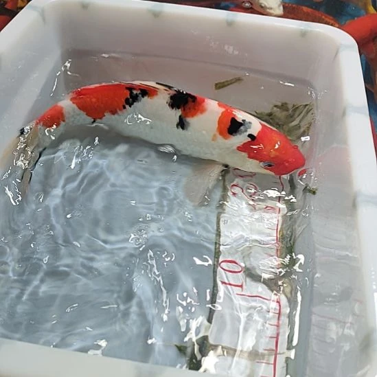 海水鱼锦鲤冷水鱼好养活