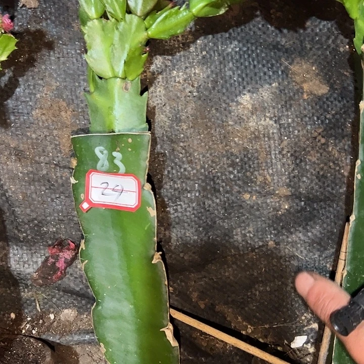 熟***人，24号带盆083嫁接苗