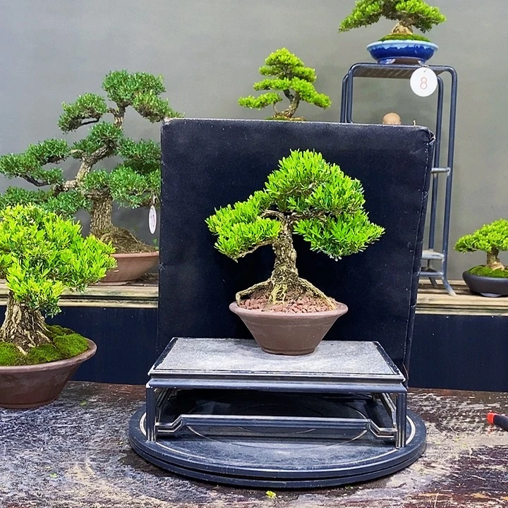 无花朵M黄杨盆景四季常青