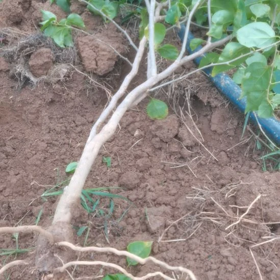 当前无花栽培后可以开花三角梅