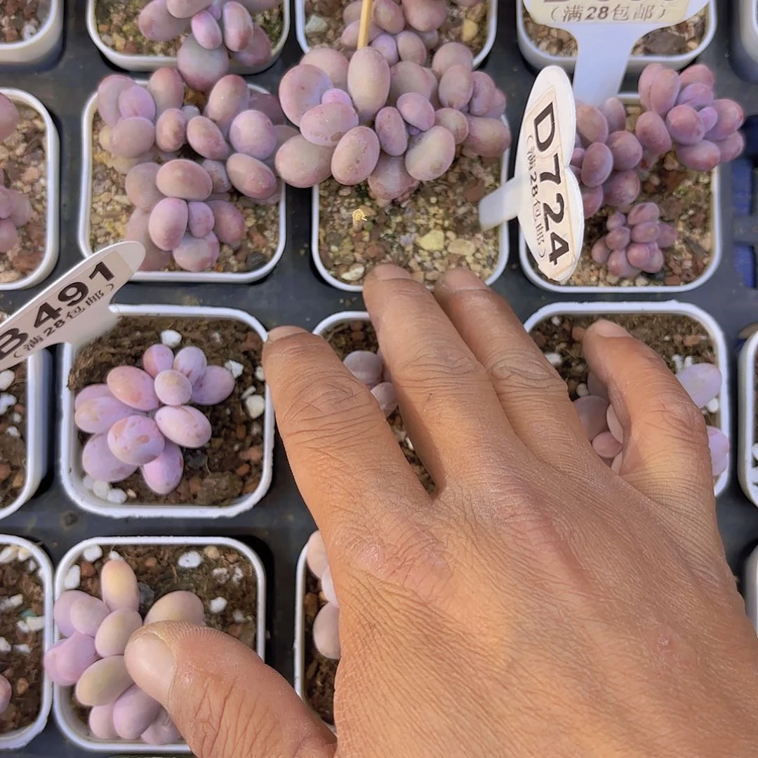 娴*D724日系蛋黄一物一拍