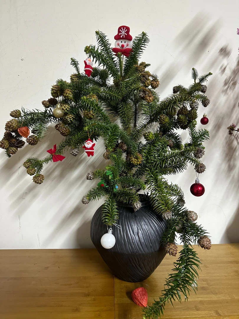 莲花松鲜花圣诞氛围感花材好看好养小叶女贞