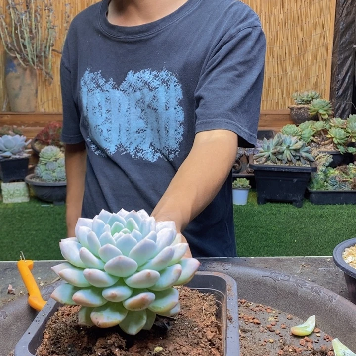 猪***婆392号半夏多肉植物