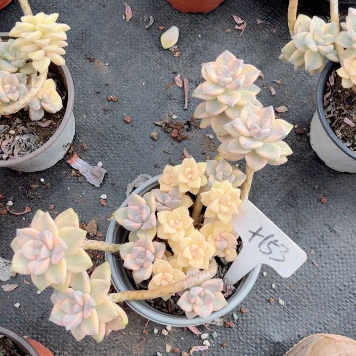 晨语多肉一物一拍+153