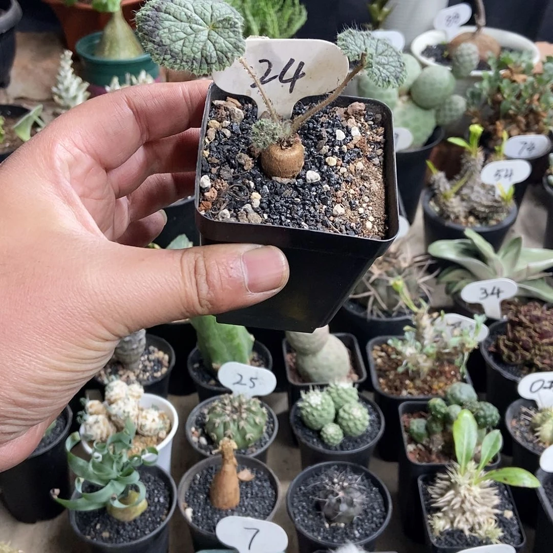 圆叶阳奎一物一拍