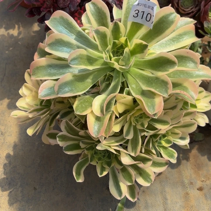 绿豆沙多肉法师3107