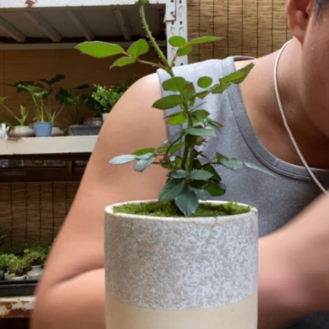 红陶西****芙一物一拍所见即所得126