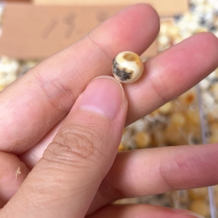 蜜蜡未镶嵌裸石9.6mm一个