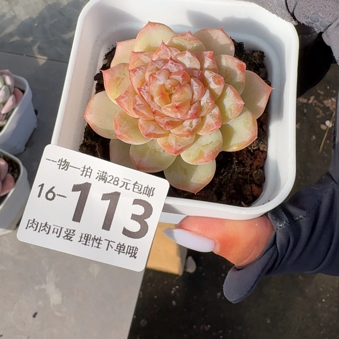 冰魄无盆土发货无