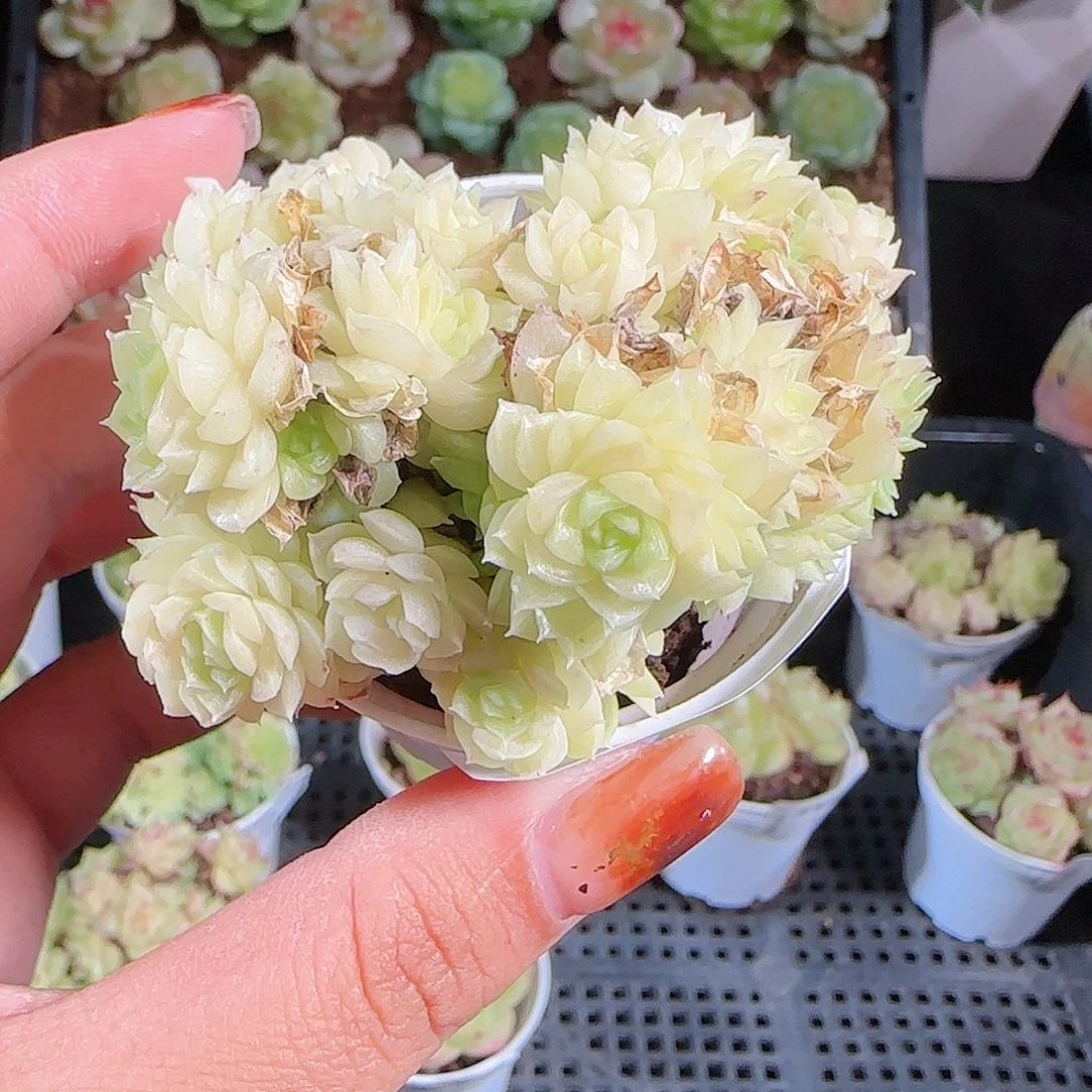 1013–-157麦秆优选不包整