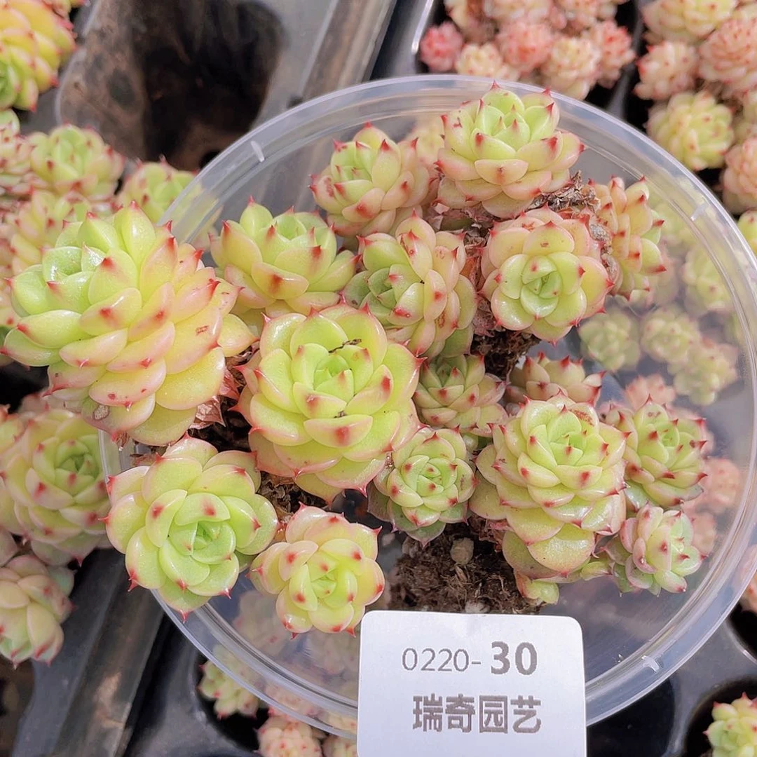 00000000000030量拍