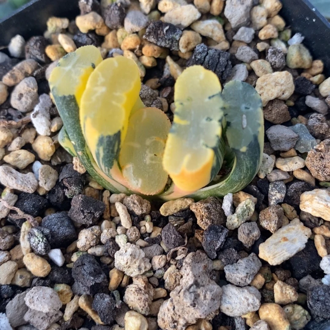 一颗实生玉扇锦 开播福利