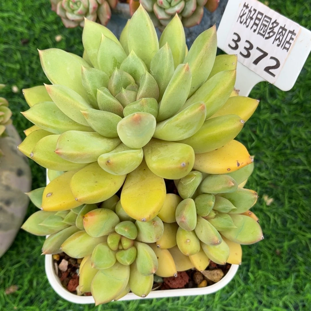 多肉植物3372 一定要拍个冷链哦