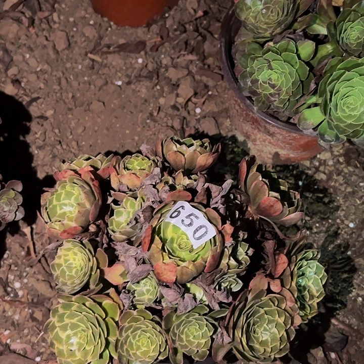 650孔雀翎多肉植物