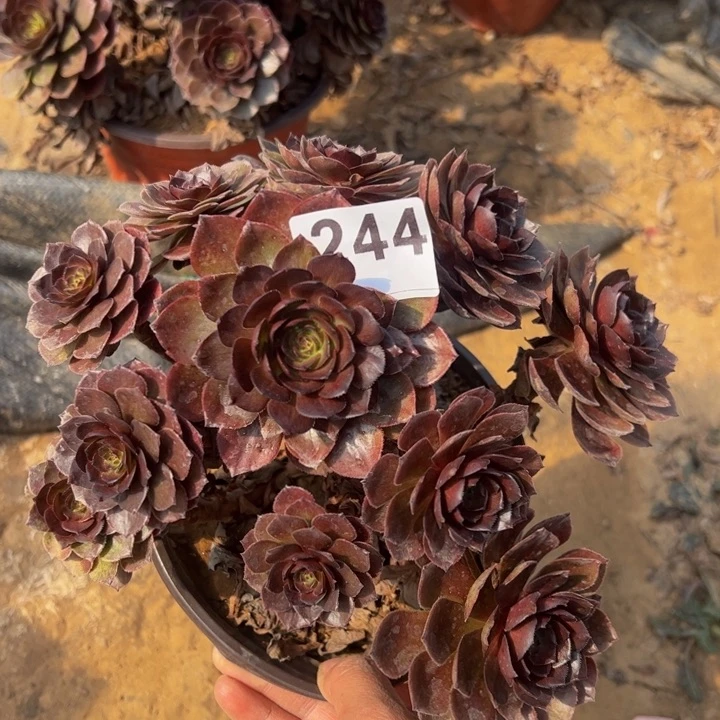 黑魔多肉植物244微瑕