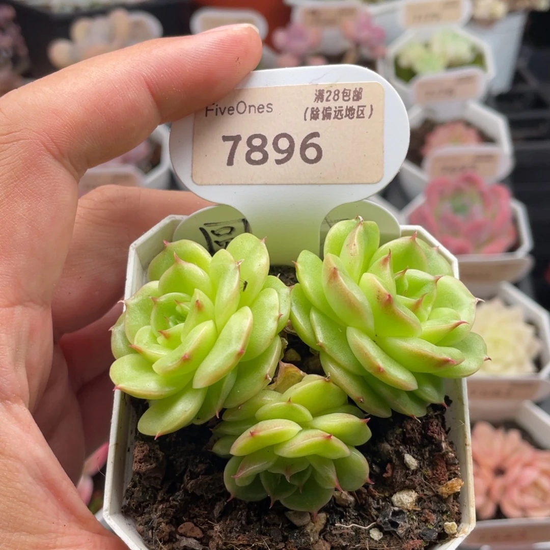 圆星7896-7.0厘米