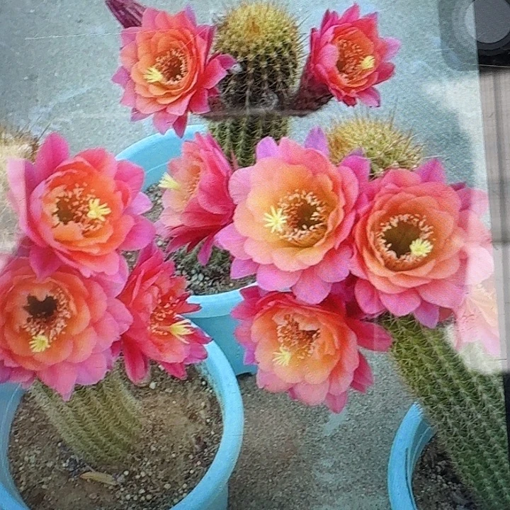 时光侧芽高8公分金妞