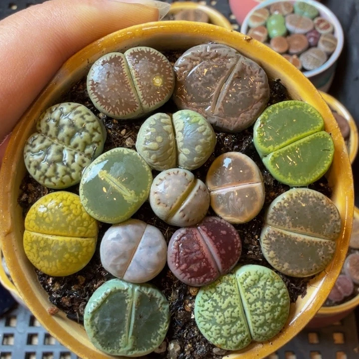 多肉植物的生长紫30