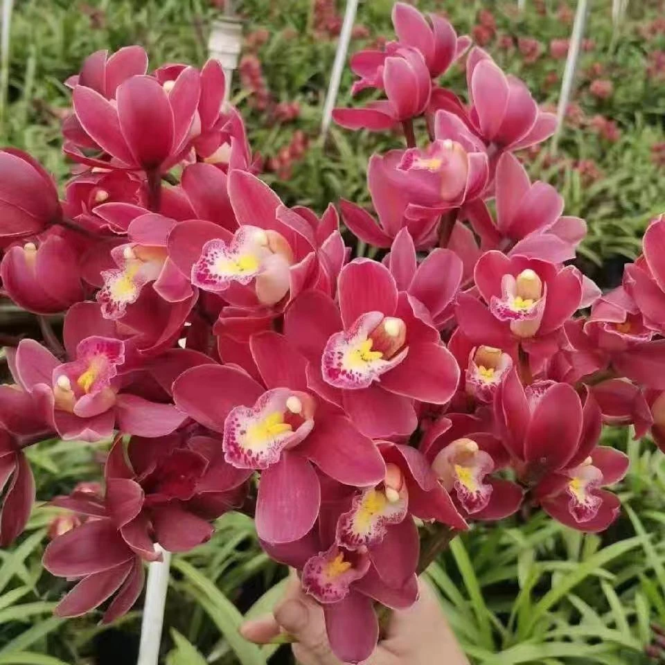 【红宝石带花苞花剑】兰花年宵花室内花卉绿植好看浓香