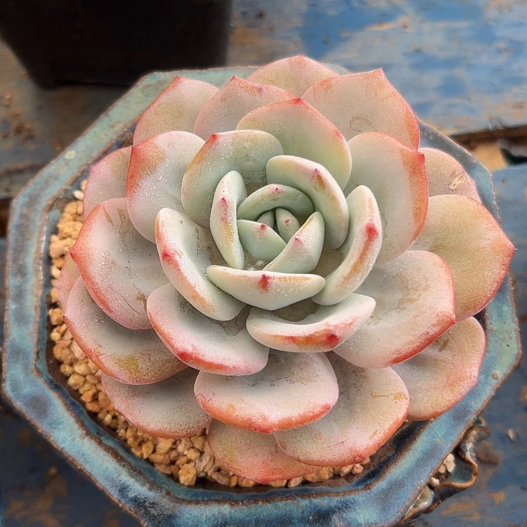 奶奶多肉植物一物一拍