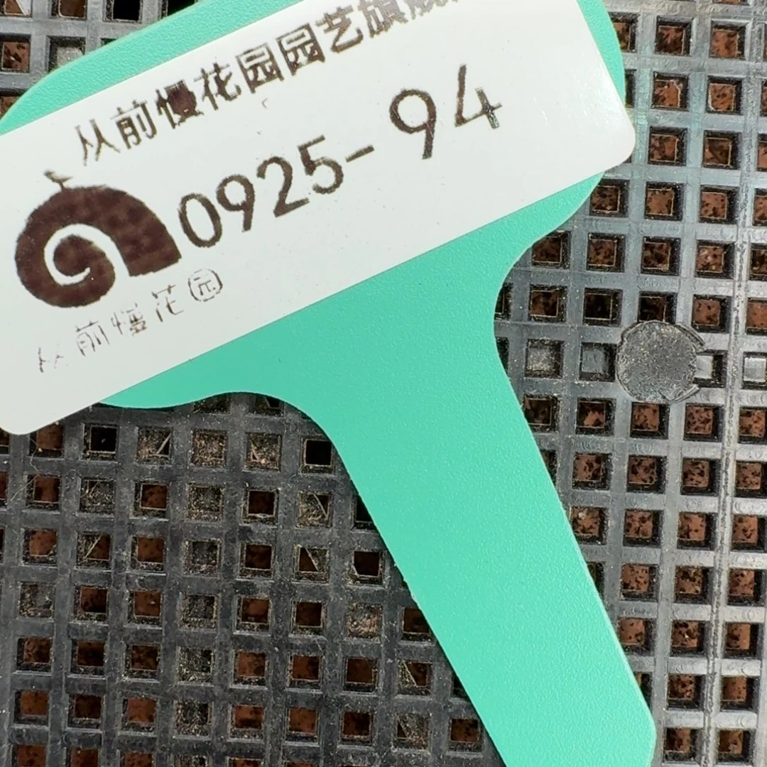 从前慢多肉精选编号0925.94