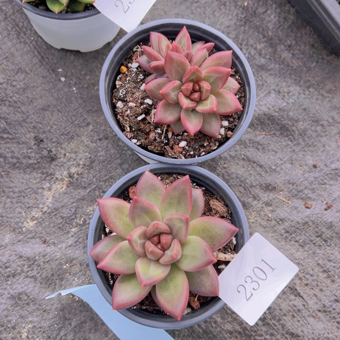 迷雾泡泡拍1发2一颗单头一颗双头2301