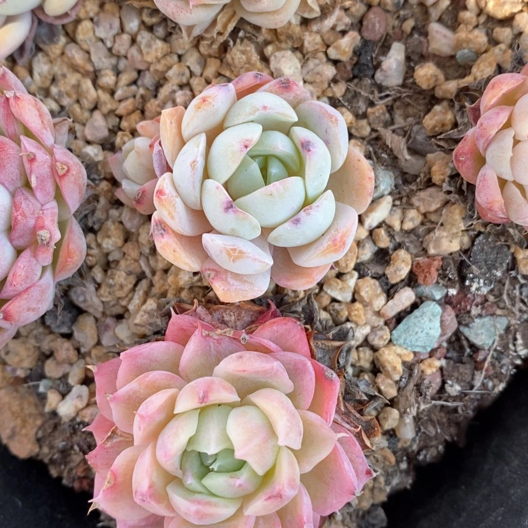 精品多肉一物一拍189