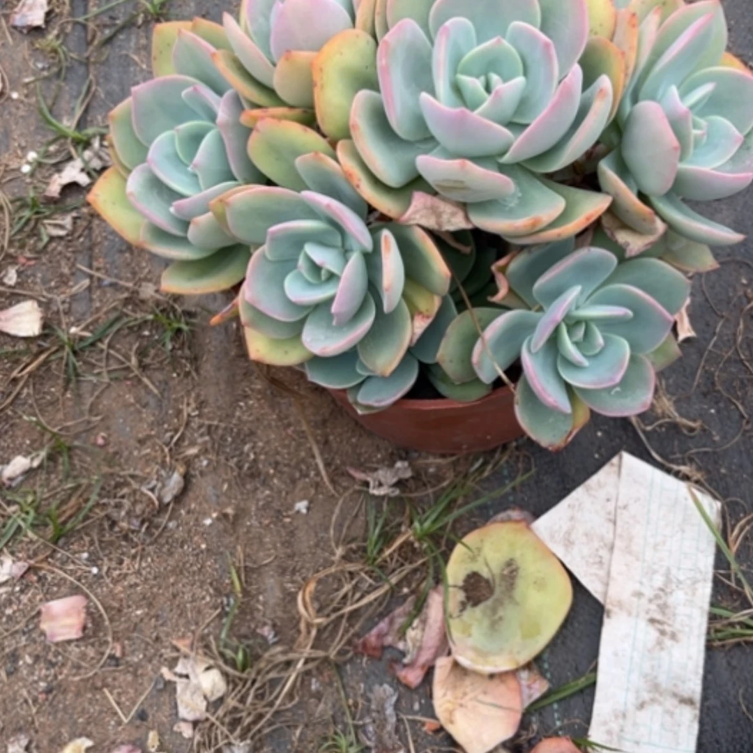 【闪购商品】爱*霖白凤