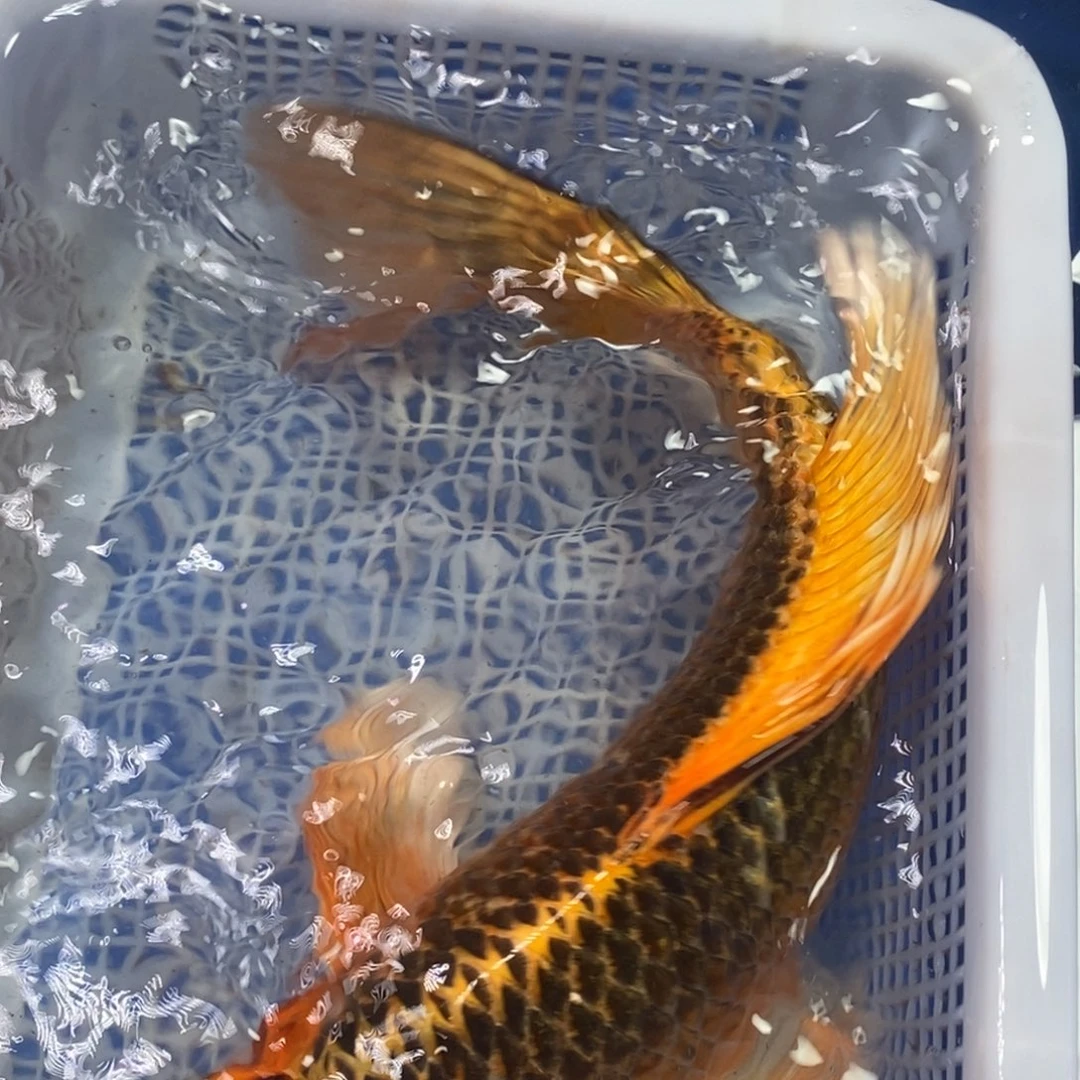 锦鲤冷水锦鲤包邮