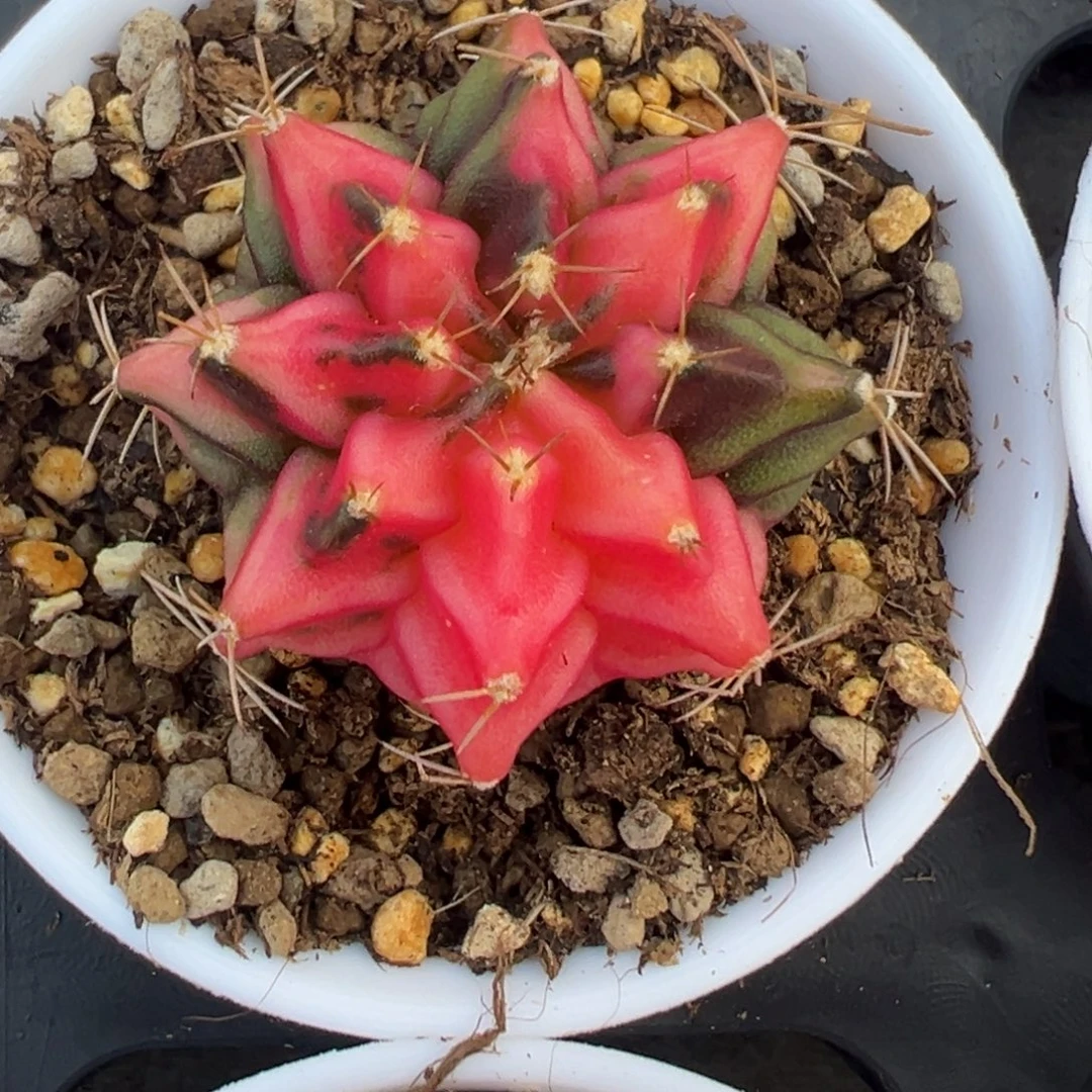 134 好看的米哈冲冲冲