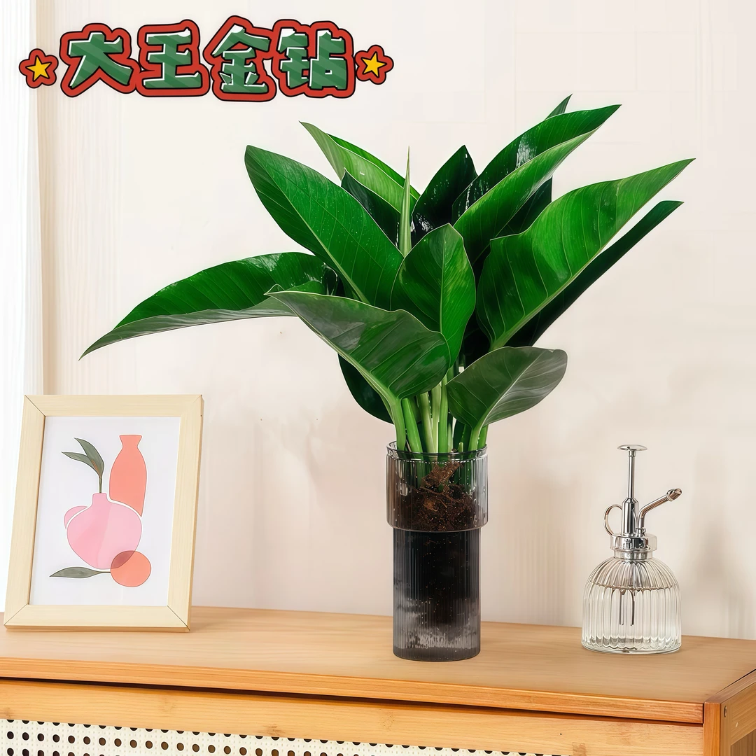 【大叶金钻】水培绿植水培花卉绿公主室内客厅桌面盆栽好养2