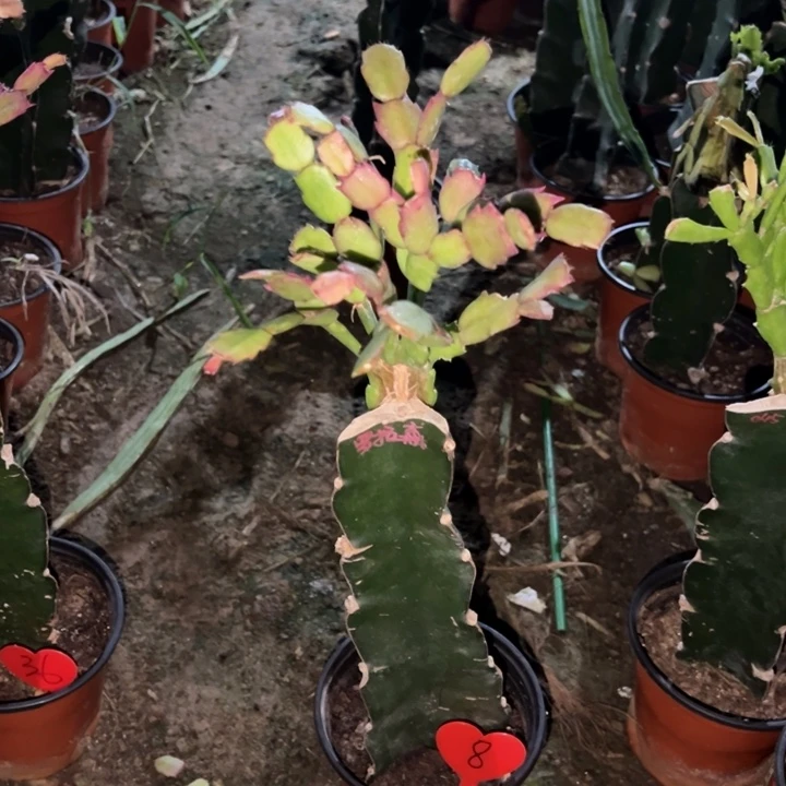 千***发当前无花栽培后可以开花罗拉森8