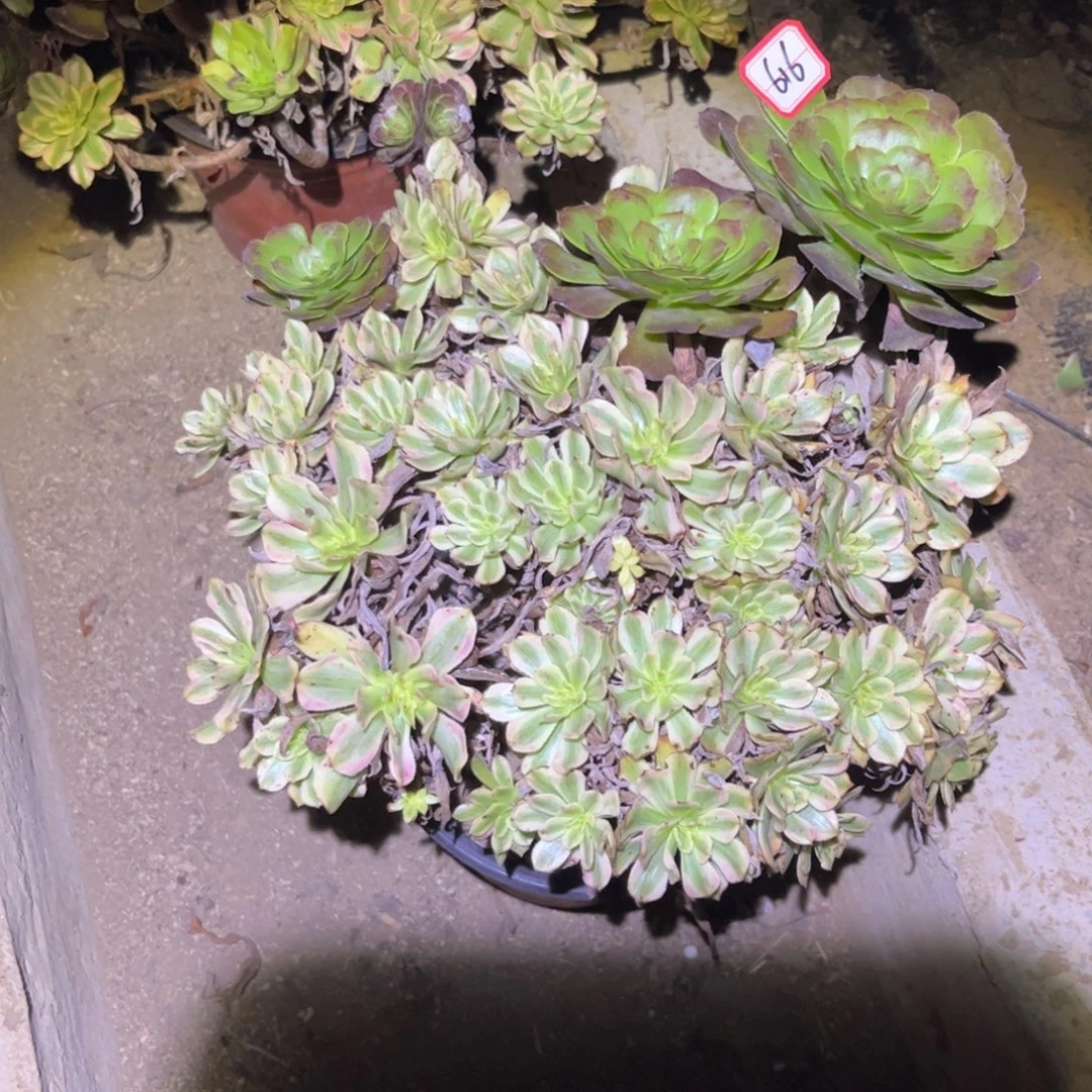 616多肉植物凌波仙子