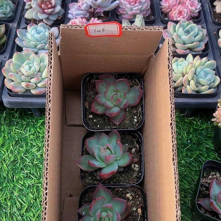 A105惊鸿仙子多肉